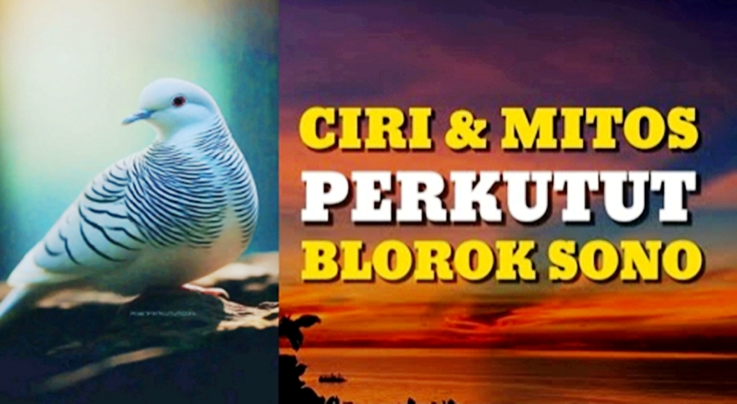 Ingin Cita-Cita Kamu Tercapai! Coba Pelihara Perkutut Blorok Sono, Ini Ciri dan Mitosnya