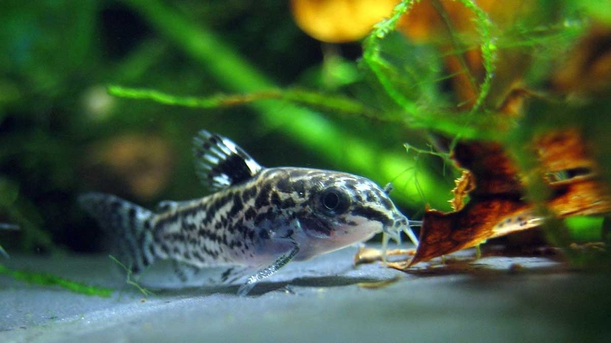 Tankmate Terbaik Ikan Guppy, Nomor 3 Paling Rajin Bersih-bersih 