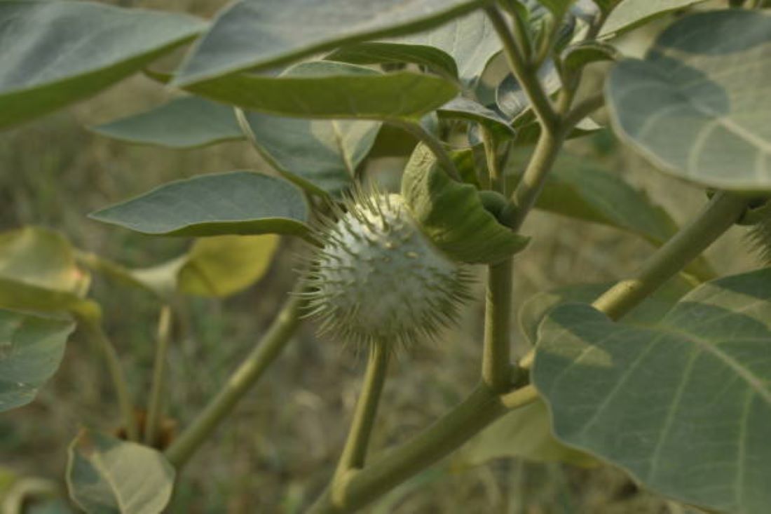 BAHAYA! Ini Dampak Buruk Mengkonsumsi Buah Kecubung