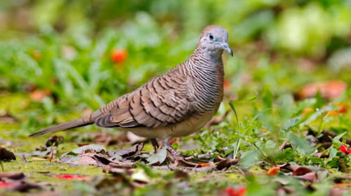 7 Burung Perkutut Pembawa Rezeki dan Keberuntungan, Paling Banyak Dicari Pengusaha