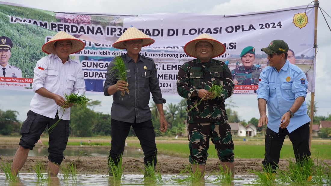 Bisa Panen 3 Kali! Petani OKI Tanam Padi IP 300, Ini Tujuannya