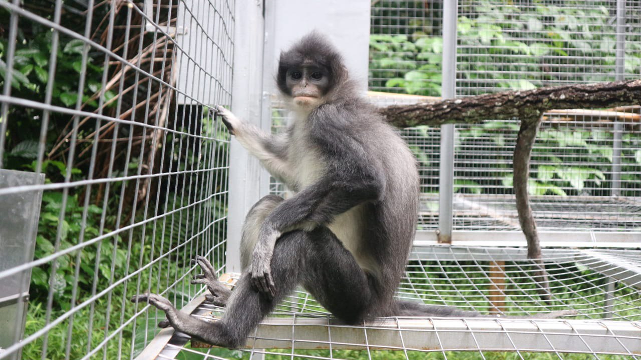 Pertamina EP Tambun Field Jajaki Konservasi Surili di Taman Nasional Gunung Gede Pangrango