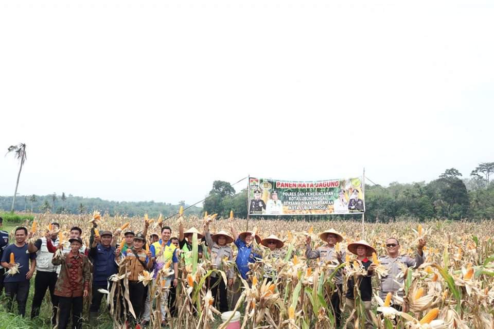  Dukung Ketahanan Pangan, Polres Lubuklinggau Panen 16 Ton Jagung