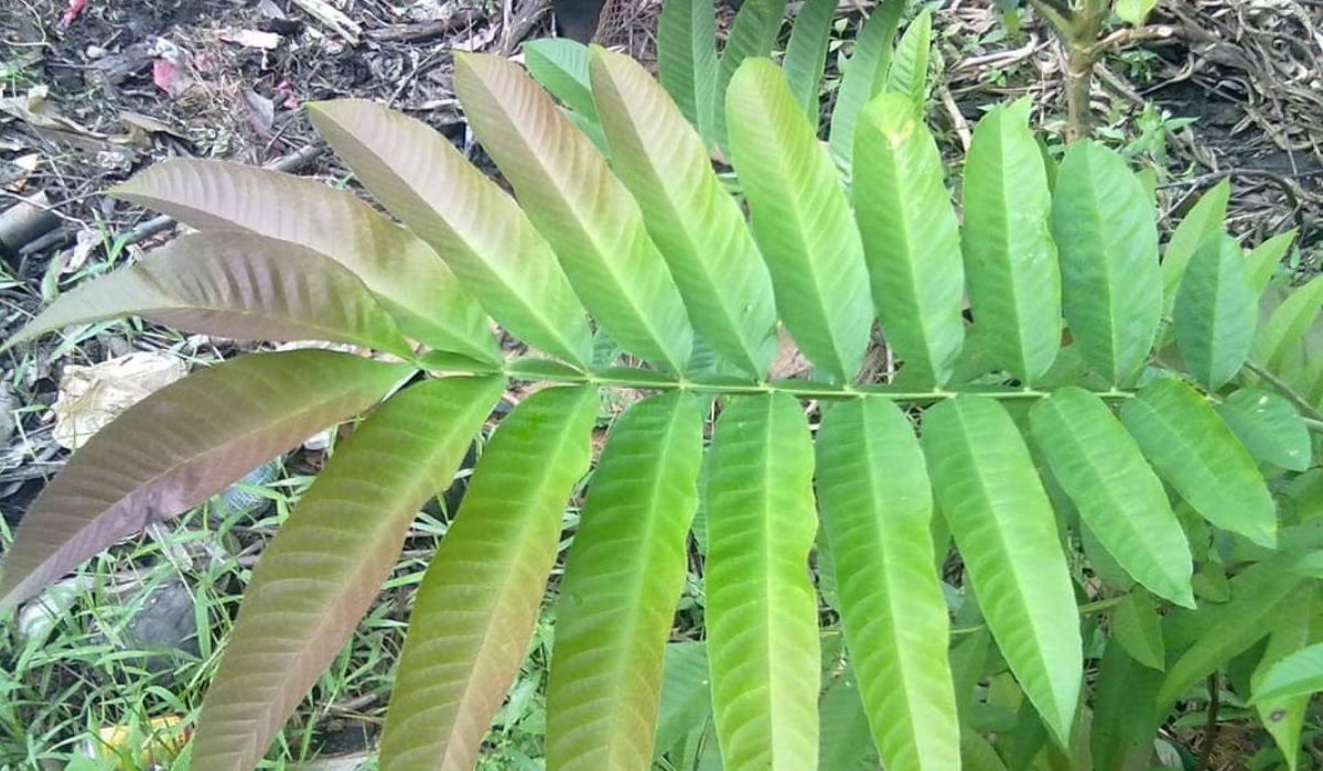 Bisa Jadi Obat Sakit Gigi dan Cacingan, Inilah 6 Manfaat Daun Sungkai Untuk Kesehatan Wajib Diketahui