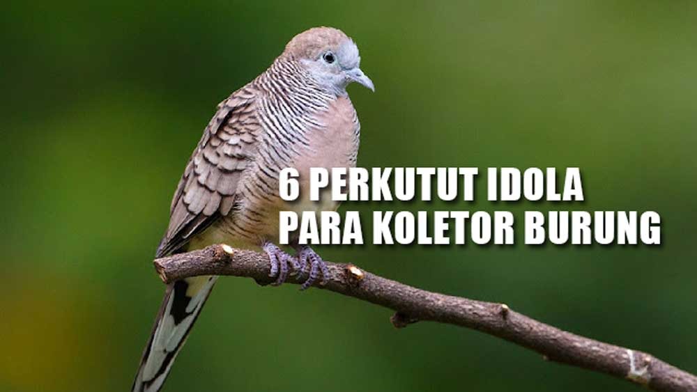 Miliki Corak Garis pada Bagian Leher dan Dadanya yang Menyambung, Ini 6 Perkutut Idolanya Para Koletor Burung