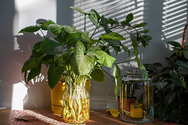 5 Rekomendasi Tanaman Hias Hidroponik yang Bikin Ruangan Sehat dan Indah