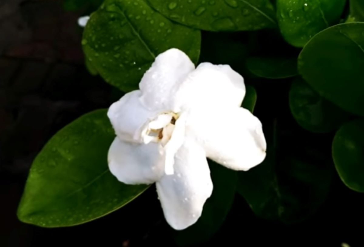 Jangan Terkejut, Ini lho 10 Fakta Menarik Bunga Gardenia, Setelah Baca Pasti Anda Ingin Menanamnya
