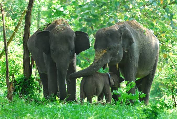Kawanan Gajah Resahkan Warga OKU Selatan, Sering Rusak Kebun 