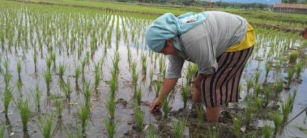 Harga Beras di Kabupaten Lahat Sentuh Rp 13.000 Perkilo, Penyebabnya Apa