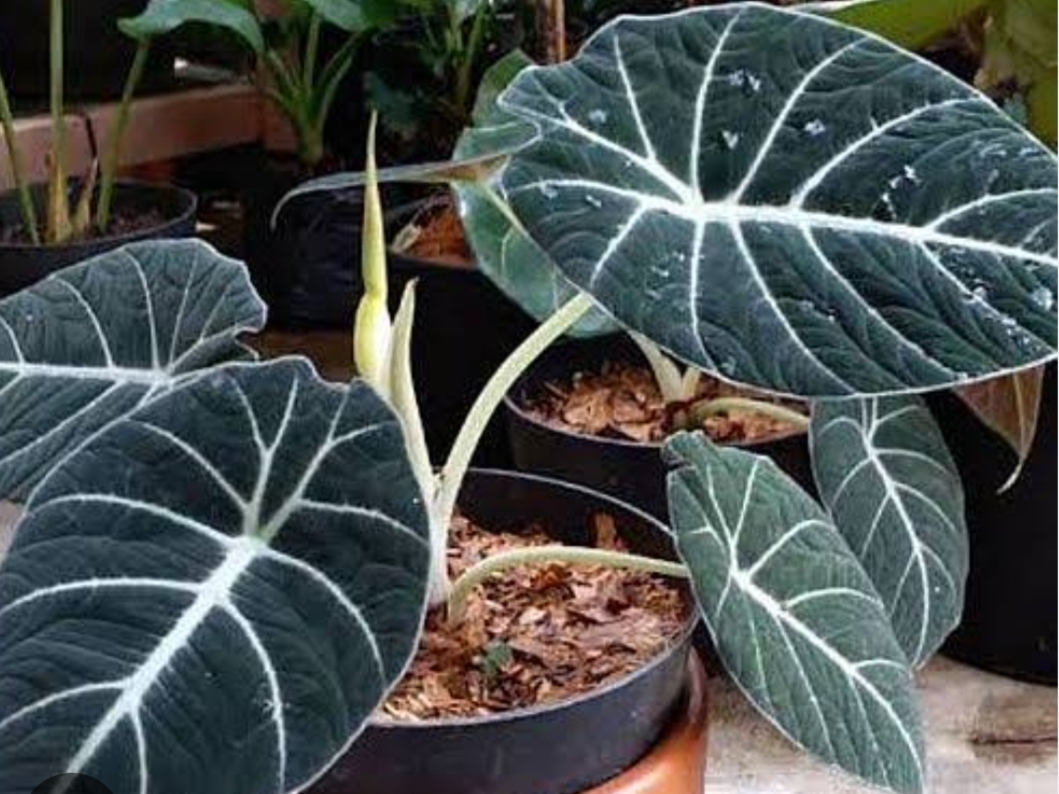 5 Jenis Tanan Hias Alocasia Paling Populer, Nomor 3 Alocasia Black Velvet