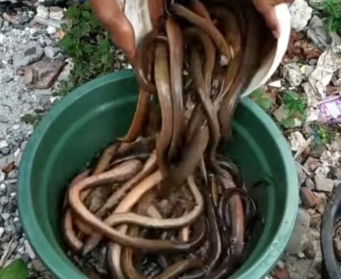 Fakta Atau Mitos 3 Terapi Pakai Belut Untuk Anak-Anak 