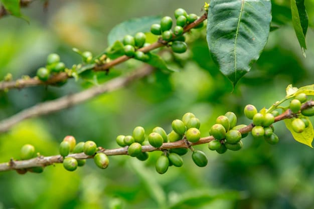 5 Manfaat Green Coffee Untuk Kesehatan, Solusi Tepat Bantu Turunkan Berat Badan