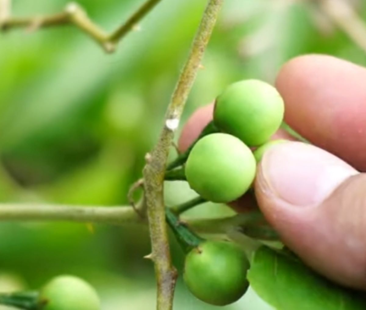 Coba Konsumsi Buah Takokak, Kabarnya Bisa Menurunkan Resiko Diabetes