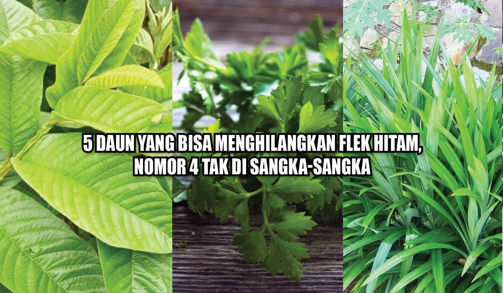 5 Daun yang Bisa Menghilangkan Flek Hitam, Nomor 4 Tak di Sangka-Sangka