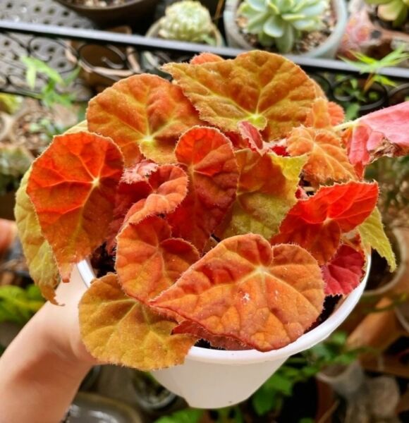 Begonia Autumn Ember, Jenis Tanaman Hias Paling Dicari Orang di Tahun Ini, Kenapa? Ini Alasannya