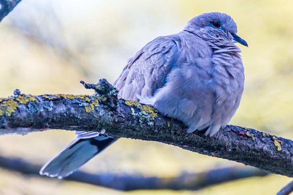 MALAPETAKA! 4 Jenis Burung Perkutut Ini Dilarang Dipelihara Anak Muda, Mengapa?