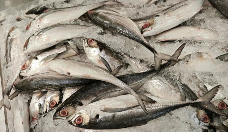 4 Daerah yang Menghasilkan Banyak Ikan di Indonesia, Sebagian Ikan Berasal dari Sini Lho