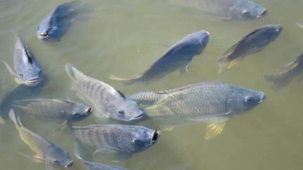 Umpan Mancing Ikan Nila Kolam Air Hijau, Jangan Pakai Jenis yang Satu Ini!