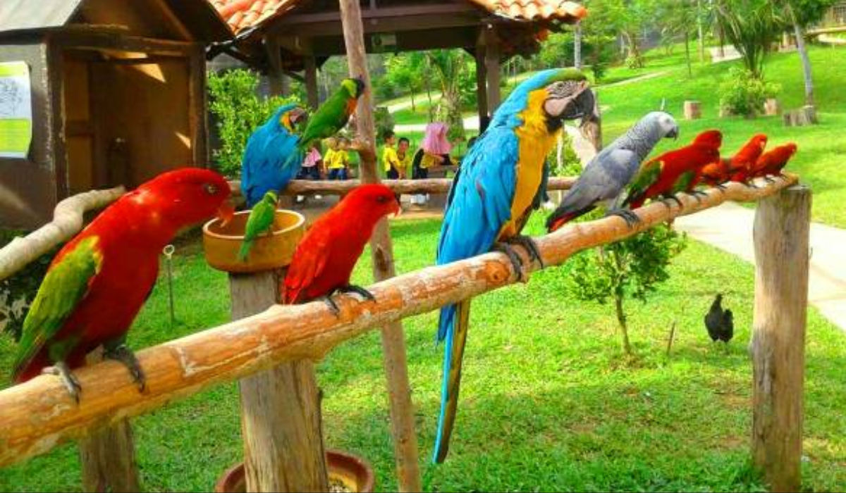 6 Rekomendasi Wisata Menarik Cocok Ajak Anak-anak Berlibur, Nomor 3 Tempat Mengenal Banyak Jenis Burung
