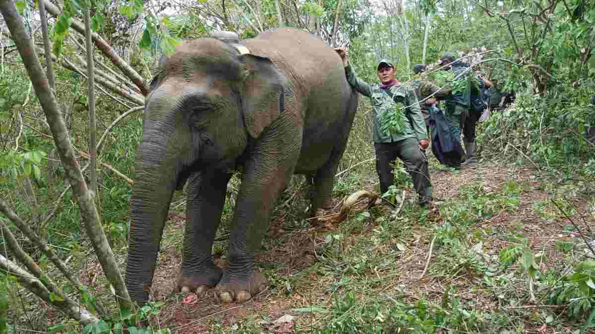 Pusat Kajian Sejarah Sumsel Lakukan Kajian Gajah Palembang di Air Sugihan   