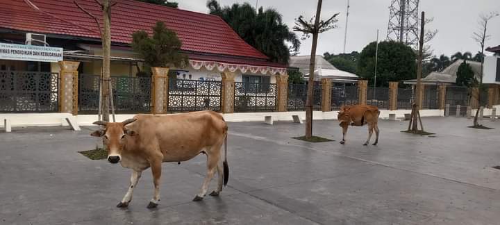 Taman Pedestrian Ogan Ilir Kini Jadi Tempat Mejeng Sapi, Kok Bisa?