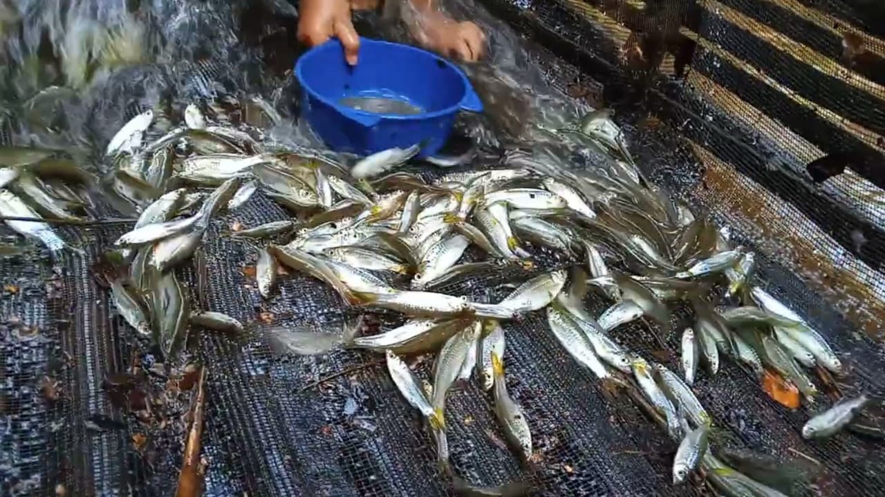 Umpan Mancing Ikan Seluang Paling Ampuh, Pakai Ini Dijamin Strike Terus 