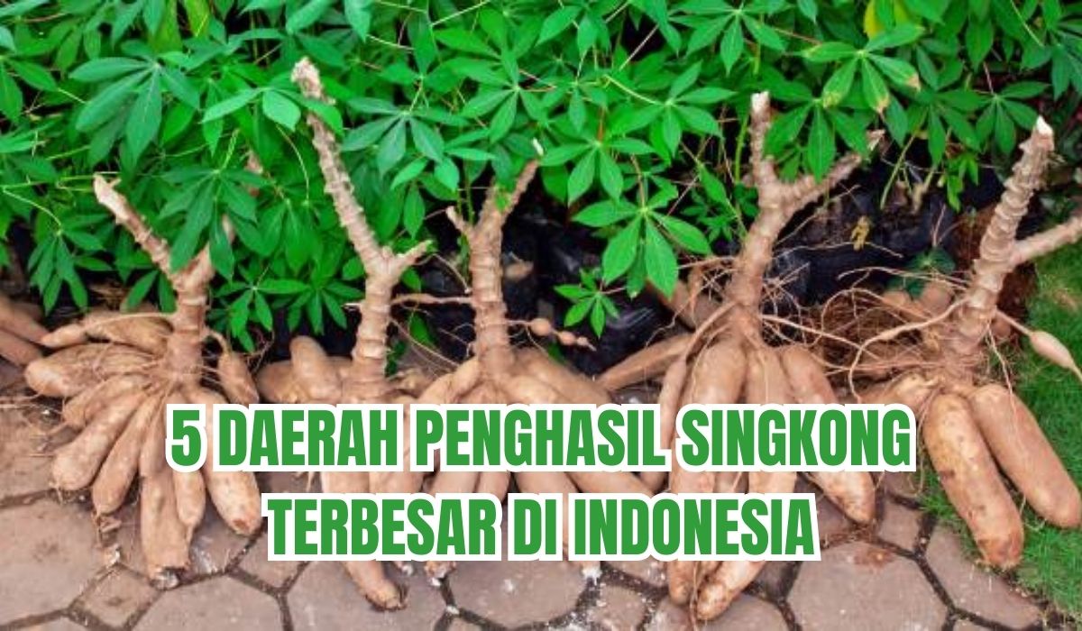 Kualitas Singkong Indonesia Terkenal Hingga Mancanagera, Produksi Singkong di Daerah Ini Bikin Geleng Kepala