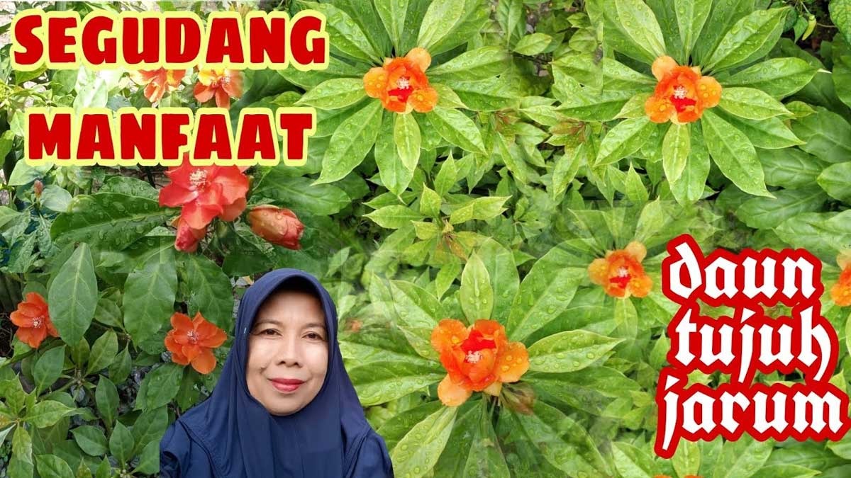 Sering di Jadikan Tanaman Hias! Ternyata Ini Manfaat Daun Tujuh Duri Bagi Kesehatan