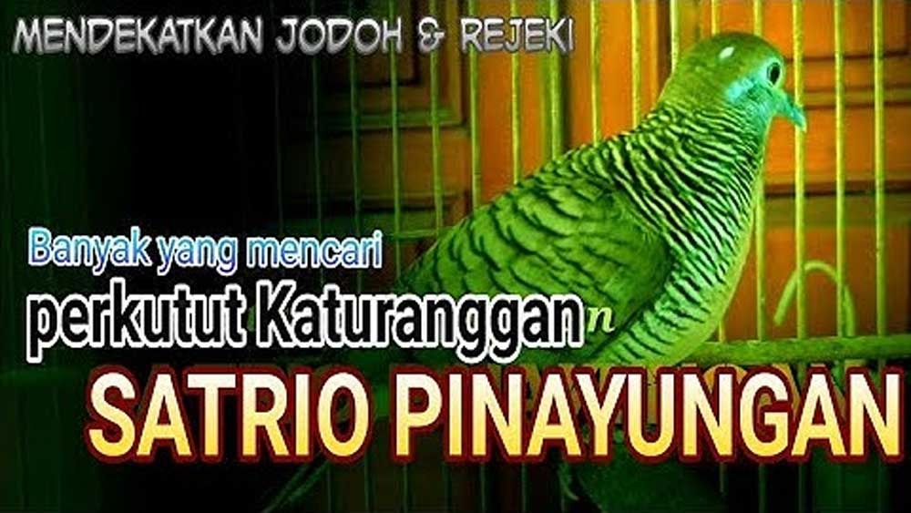 WOW! Ternyata Jenis Perkutut ini Sangat Dincar Oleh Para Kolektor, Buruan Cek DIsini