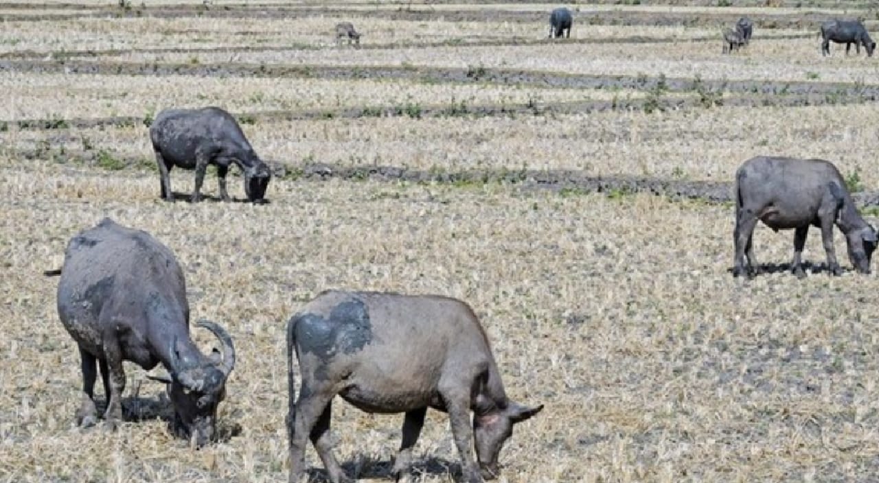 WADUH! Puluhan Kerbau di Lahat Mati Mengejutkan Diduga Ngorok 