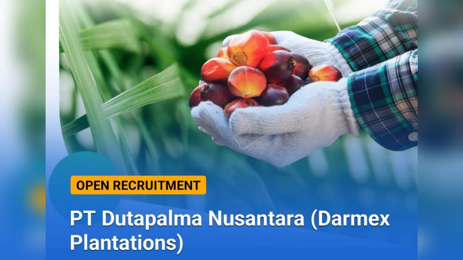 Lowongan Kerja: PT Dutapalma Nusantara (Darmex Plantations) Buka 3 Posisi Jabatan Terbaru Cek Kualifikasinya