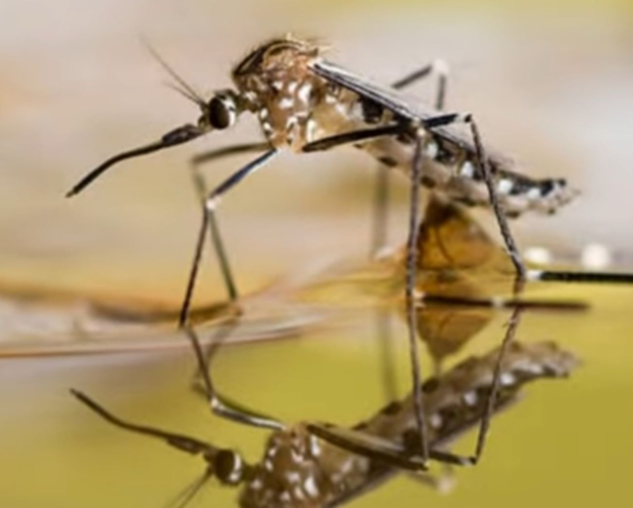 Jangan Takut, Ini 5 Cara Mengusir Nyamuk Tanpa Bahan Kimia