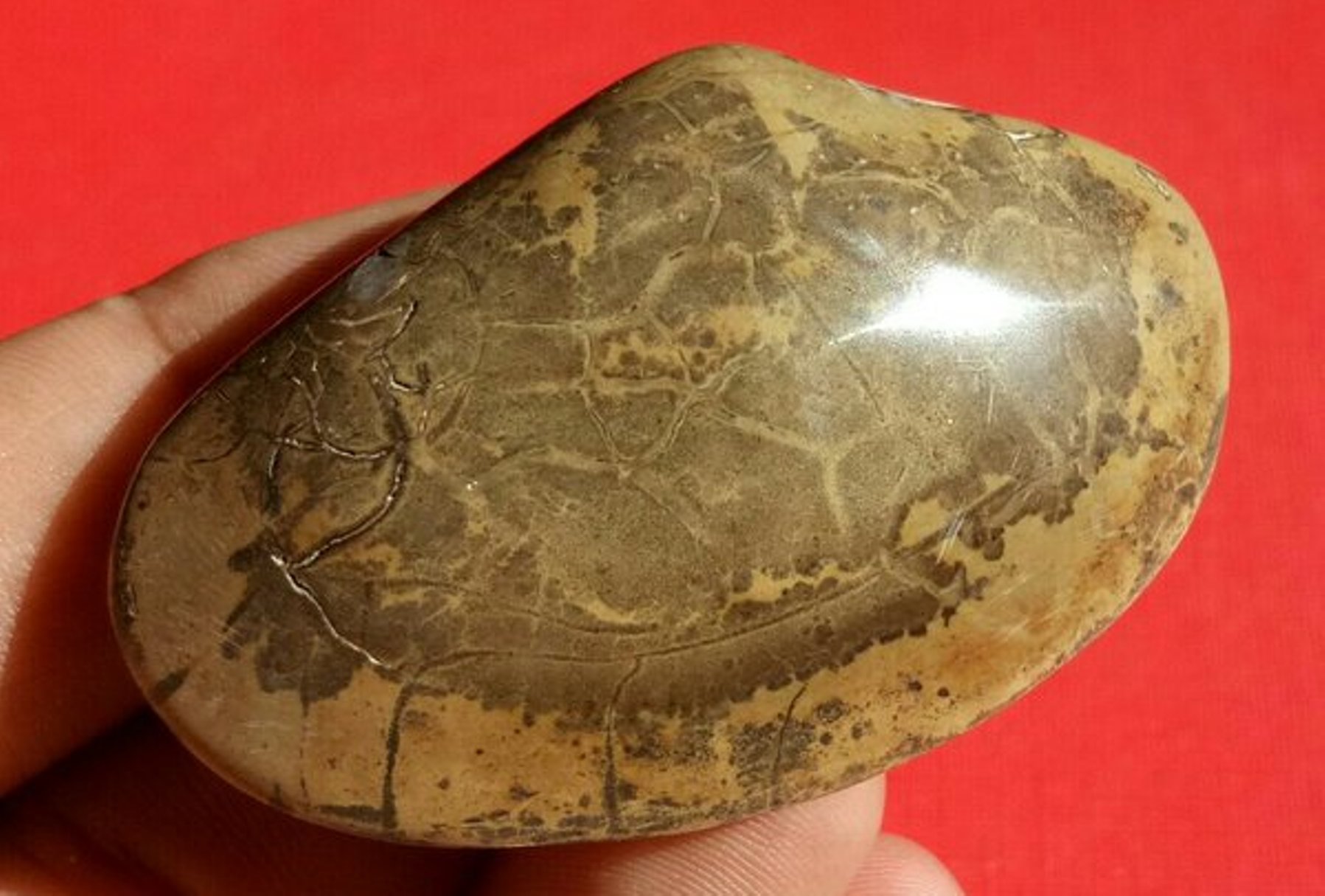 Paling Dicari Praktisi Supranatural, Ternyata Ini Tuah dari Batu Fosil Kijing Bungkem