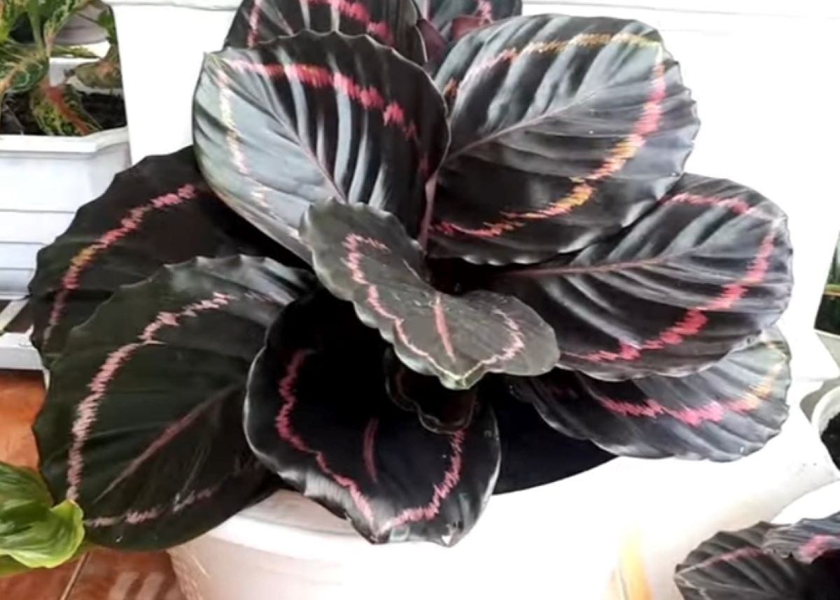 REKOMENDASI! 5 Tanaman Hias untuk Teras Rumah Anda, Nomor 3 Calathea Black Pink