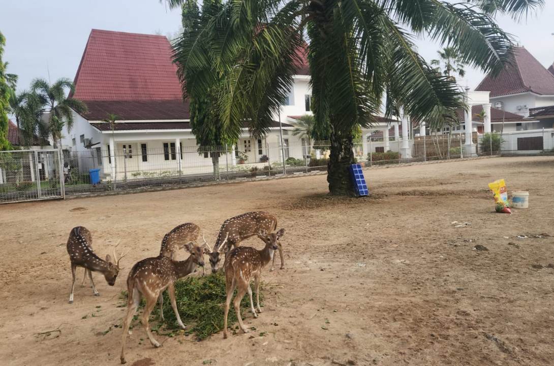 Wisata Fauna di Rumdin Bupati, Jadi Hiburan Sehari-Hari Warga Muba