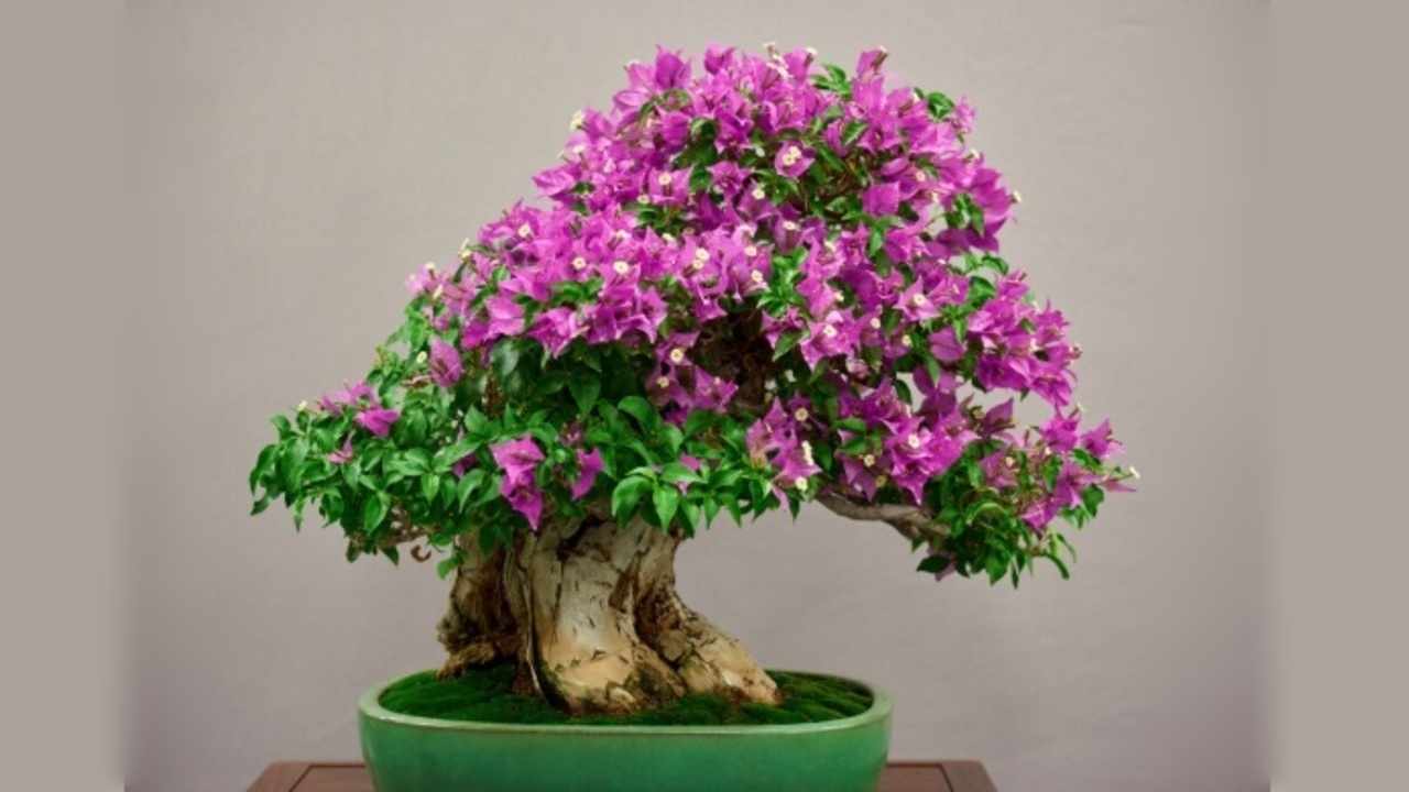 Tak Sekadar Cantik, Bonsai Ternyata Ampuh Redakan Stres, Coba Aja!