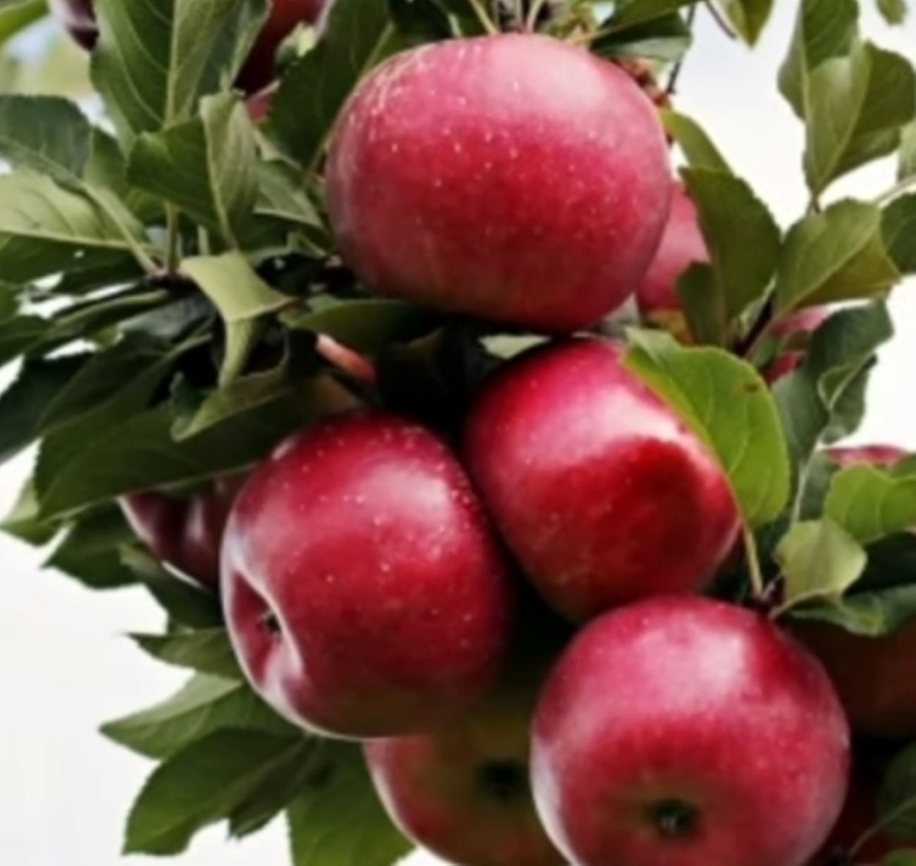 Fakta Menarik: Ternyata  Buah Apel Bisa Menghilangkan Rasa Kantuk