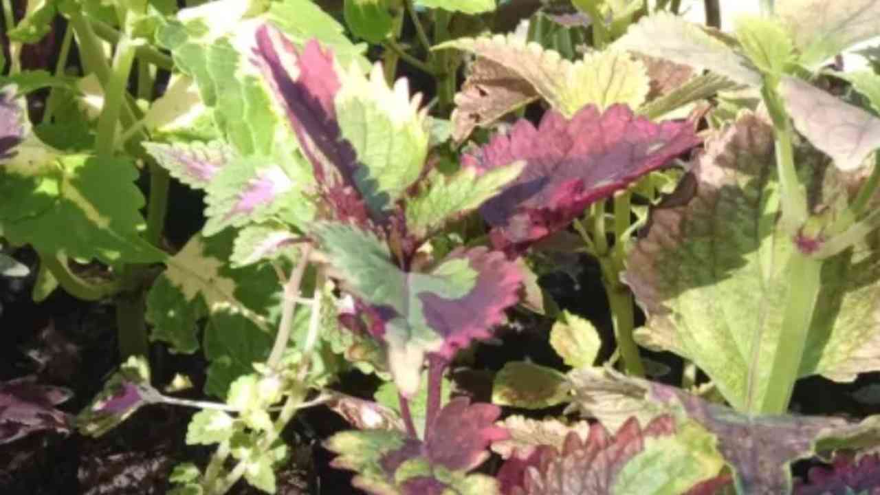 Terlihat Biasa di Pekarangan, Tanaman Ini Diam-Diam Punya Khasiat Herbal Dahsyat