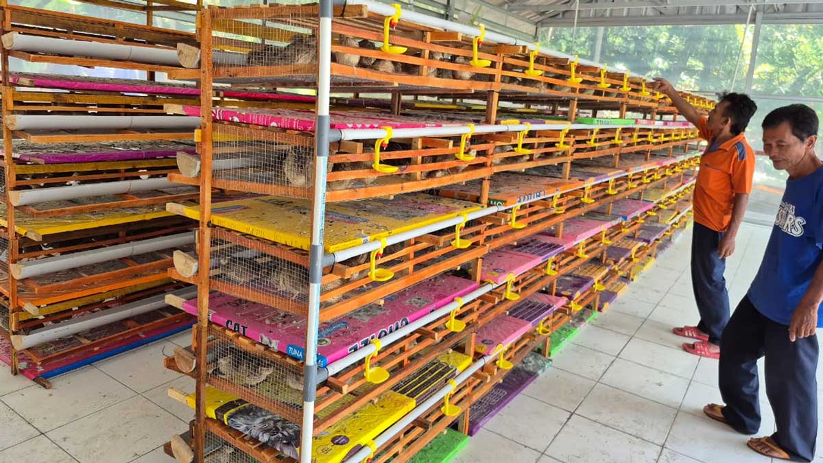 Dukung Replikasi Budidaya Burung Puyuh, PTBA Dorong Kemandirian Ekonomi Masyarakat Tanjung Enim 