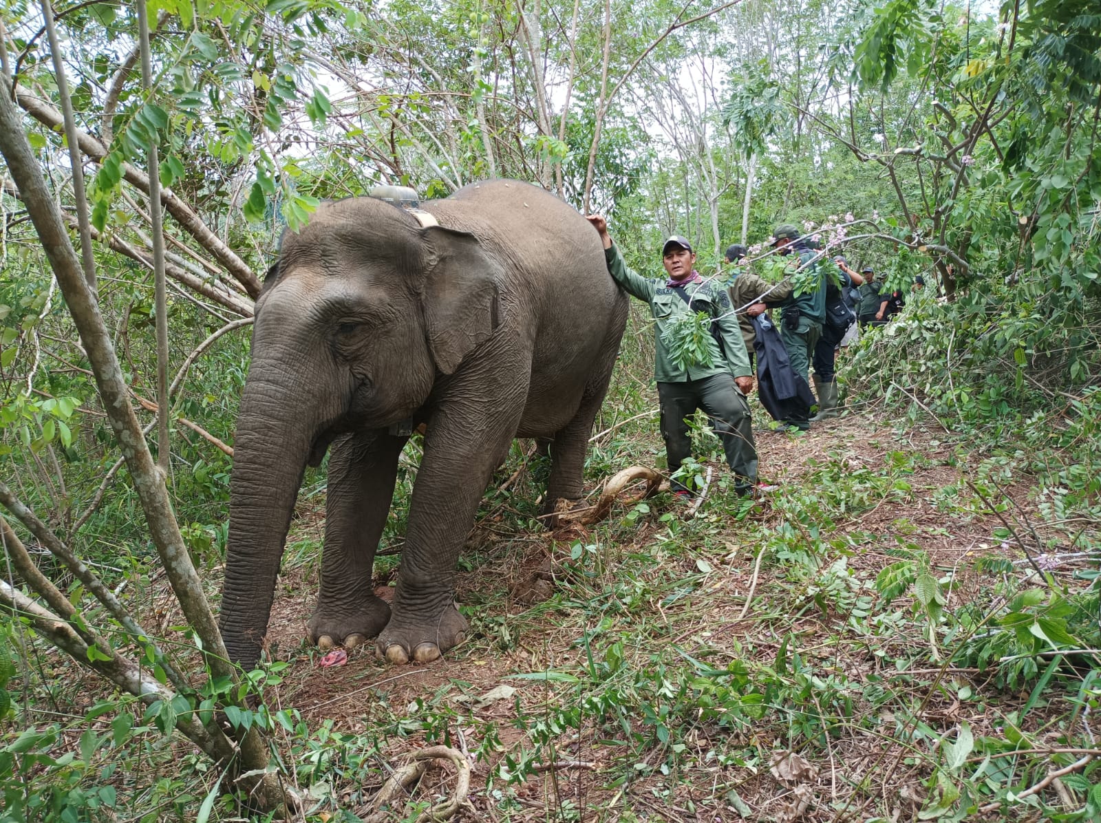 Warga Desa Benakat Minyak Waspada Kehadiran Gajah Liar