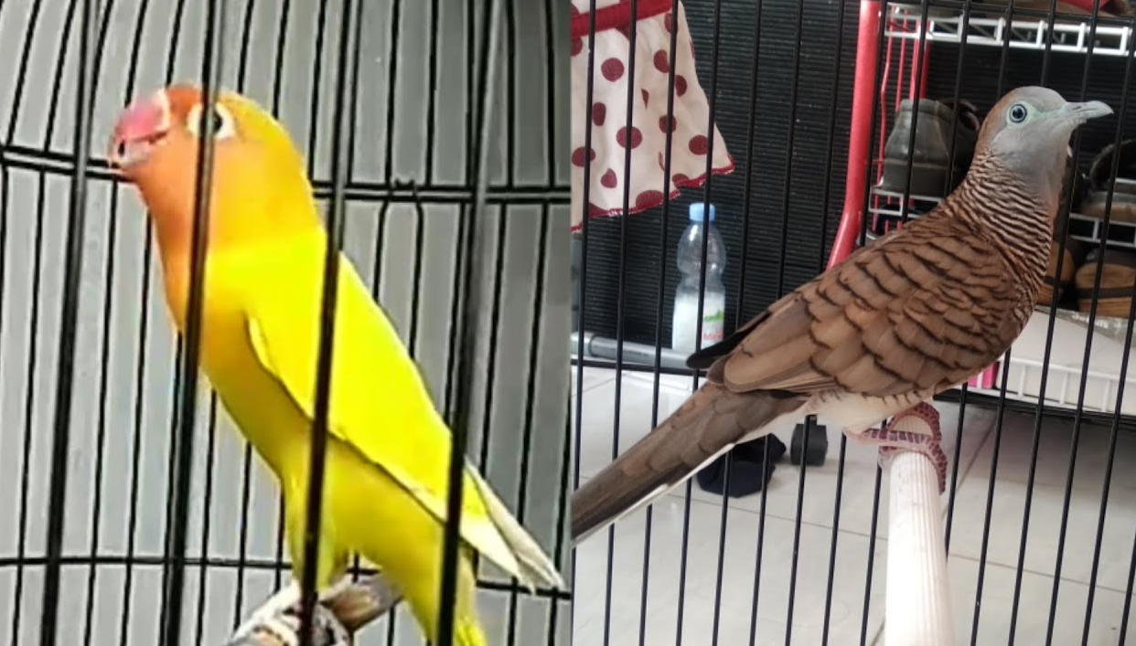 Burung Lovebird Vs Perkutut, Mana yang Lebih Indah Suaranya?