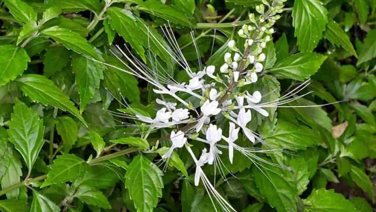Tidak Perlu Obat Mahal! Kumis Kucing Bisa Jadi Penyelamat Kesehatanmu