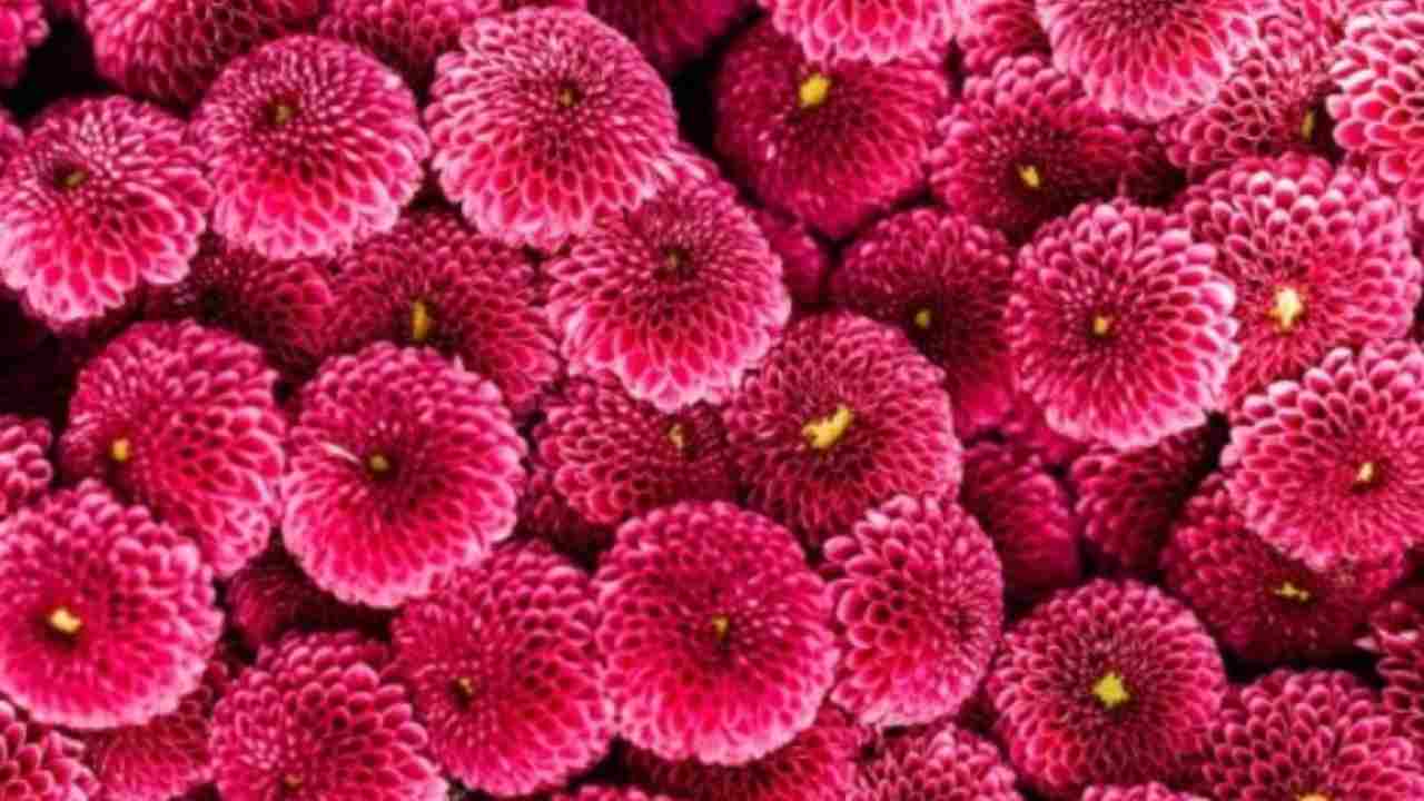 Cantik Tapi Berbahaya! 5 Tanaman Hias Ini Jangan Pernah Ditaruh di Kamar Tidur