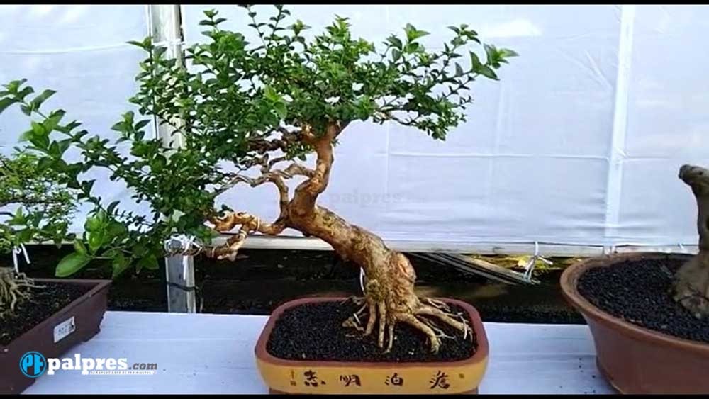 Unik dan Menarik! Ragam Jenis dan Gaya Bonsai Ini Cocok Jadi Hiasan Rumah kamu