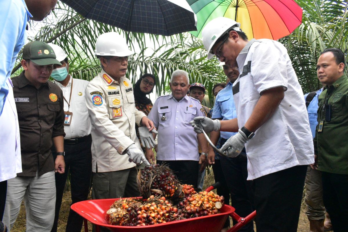 Panen Perdana Program PSR di OKI, Hasil Meningkat, Panen Lebih Cepat