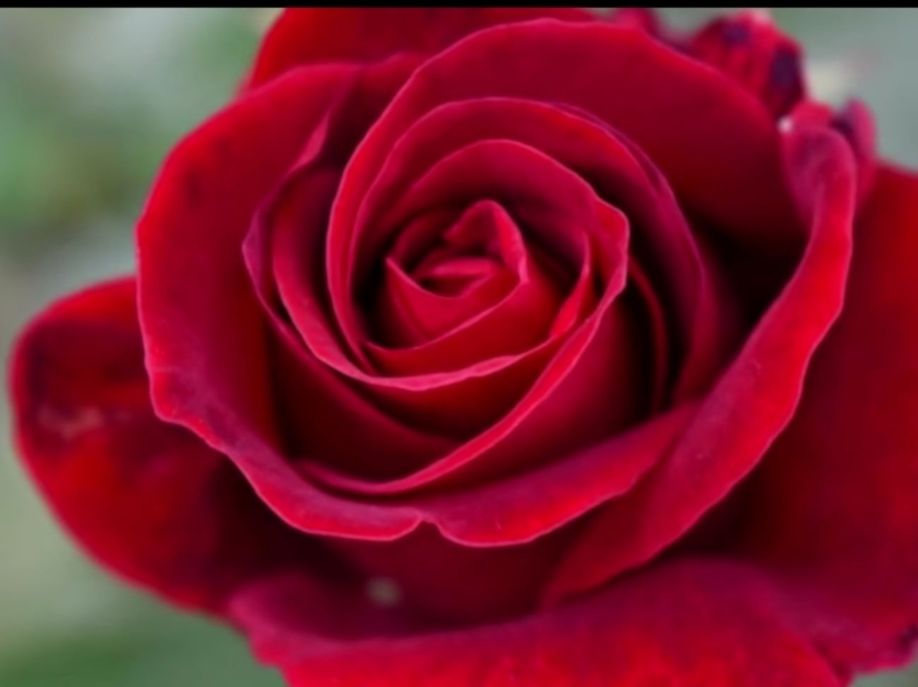 SIMAK! Berikut 4 Jenis Bunga Mawar Paling Disukai Orang