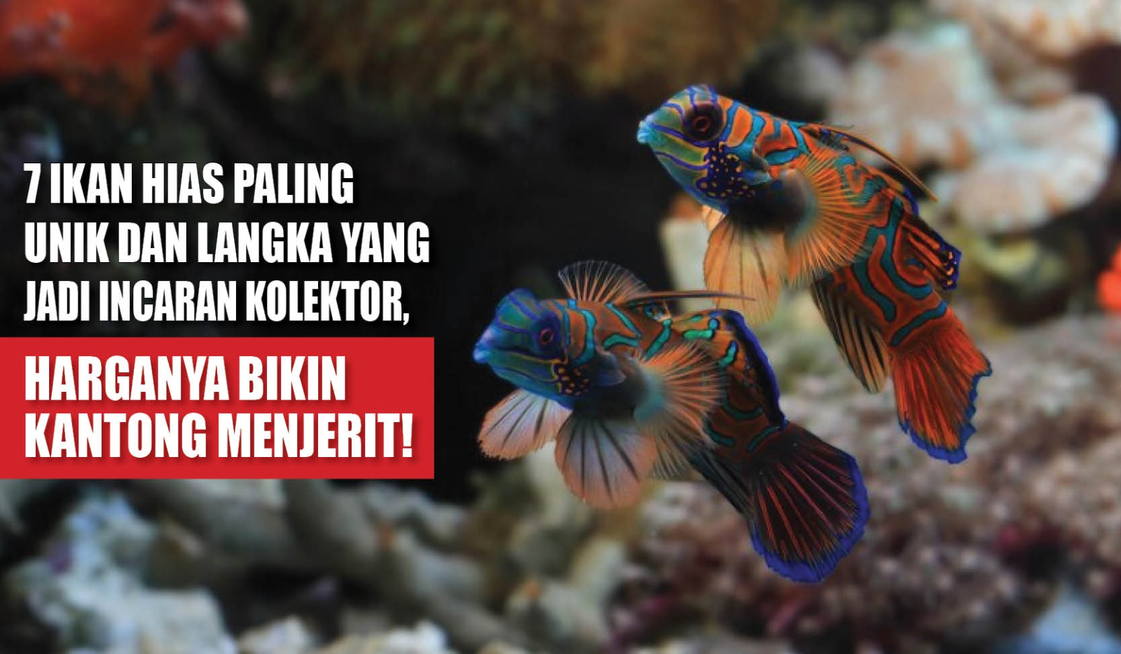 7 Ikan Hias Paling Unik dan Langka yang Jadi Incaran Kolektor, Harganya Bikin Kantong Menjerit!