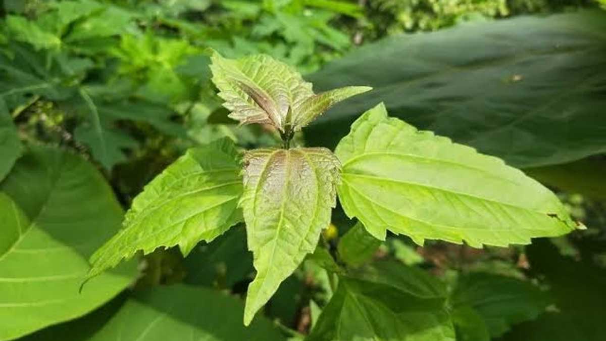 Sering Dianggap Gulma, Ternyata Daun Balakacida Punya 7 Manfaat untuk Kesehatan