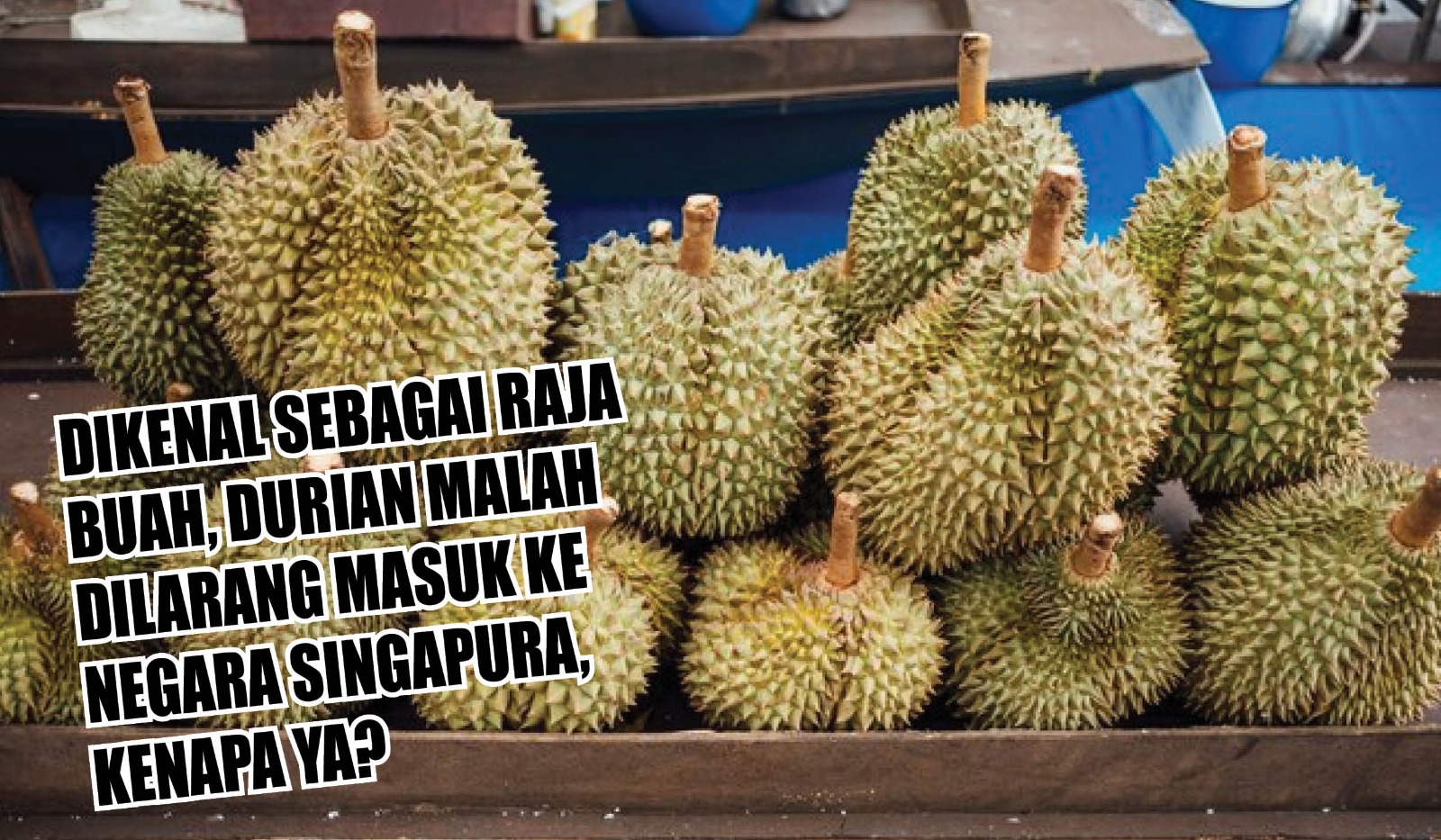 Mengkaget! Dikenal Sebagai Raja Buah, Durian Malah Dilarang Masuk ke Negara Singapura, Kenapa Ya?