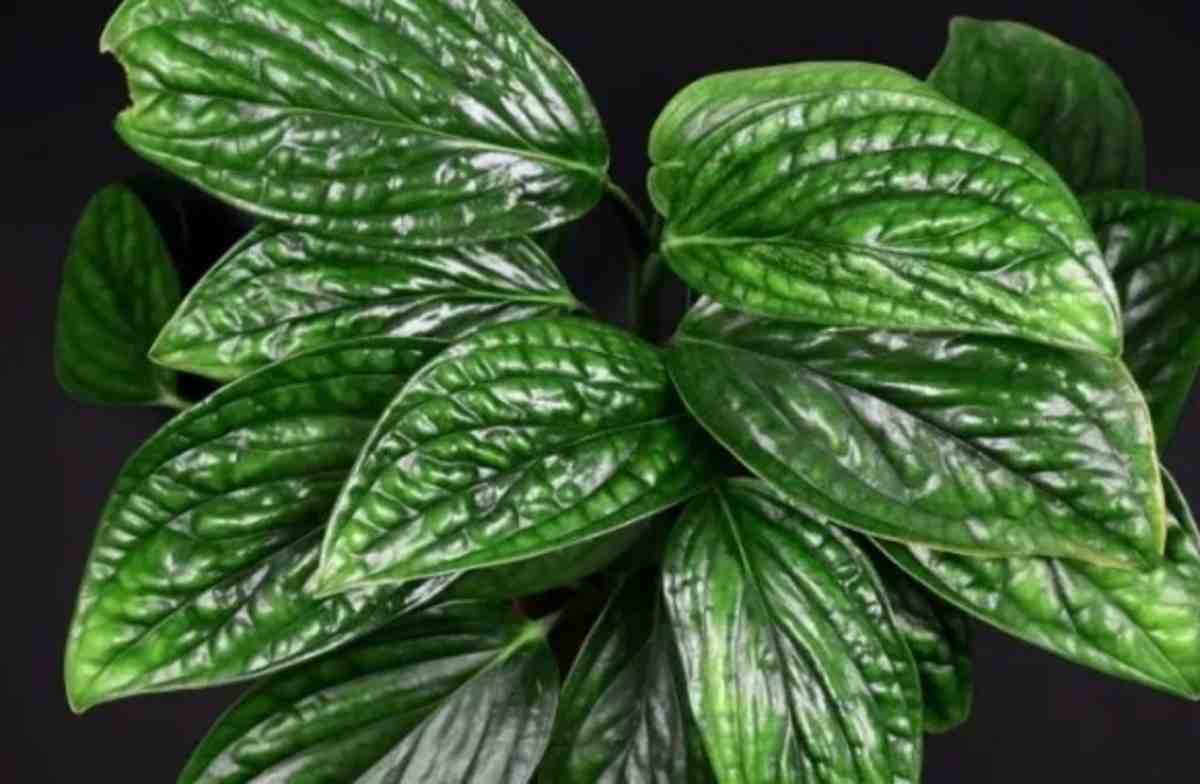 Ini 10 Cara Merawat Monstera Peru, Dijamin Daunnya Makin Subur